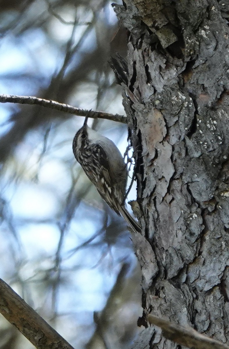 Short-toed Treecreeper - ML620289684