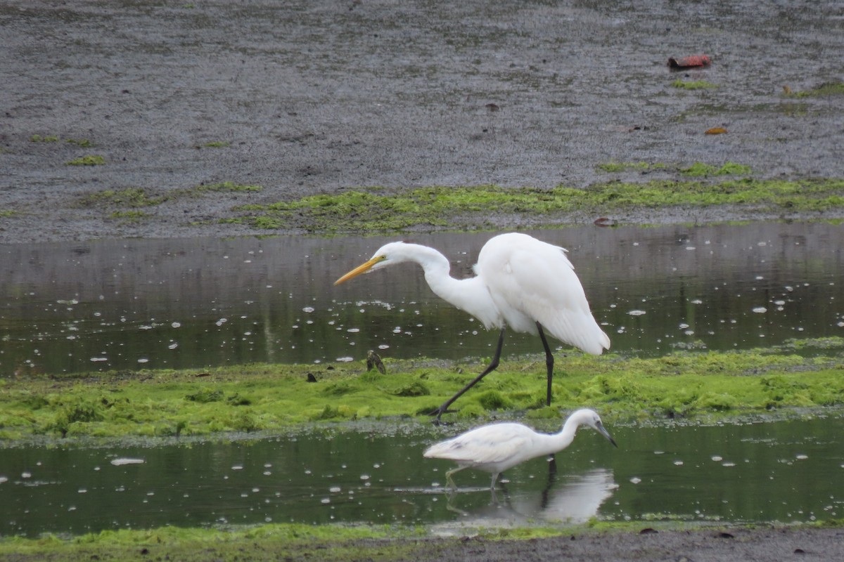 Great Egret - ML620289685