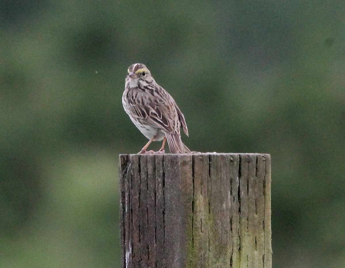 Savannah Sparrow - ML620289686