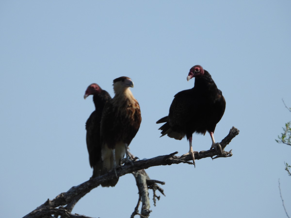 Turkey Vulture - ML620289688