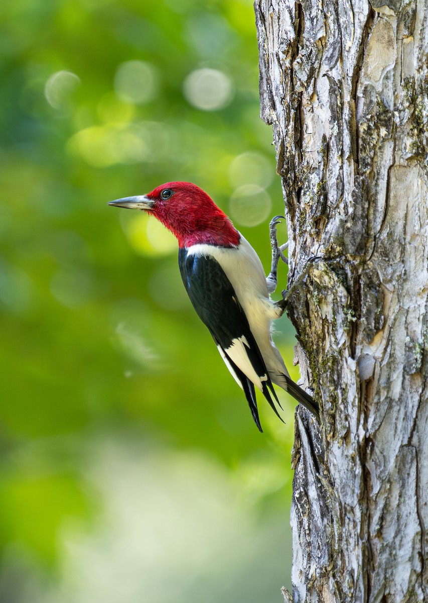 Red-headed Woodpecker - ML620289689