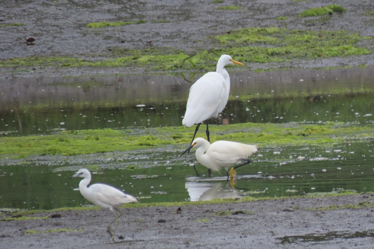 Snowy Egret - ML620289690