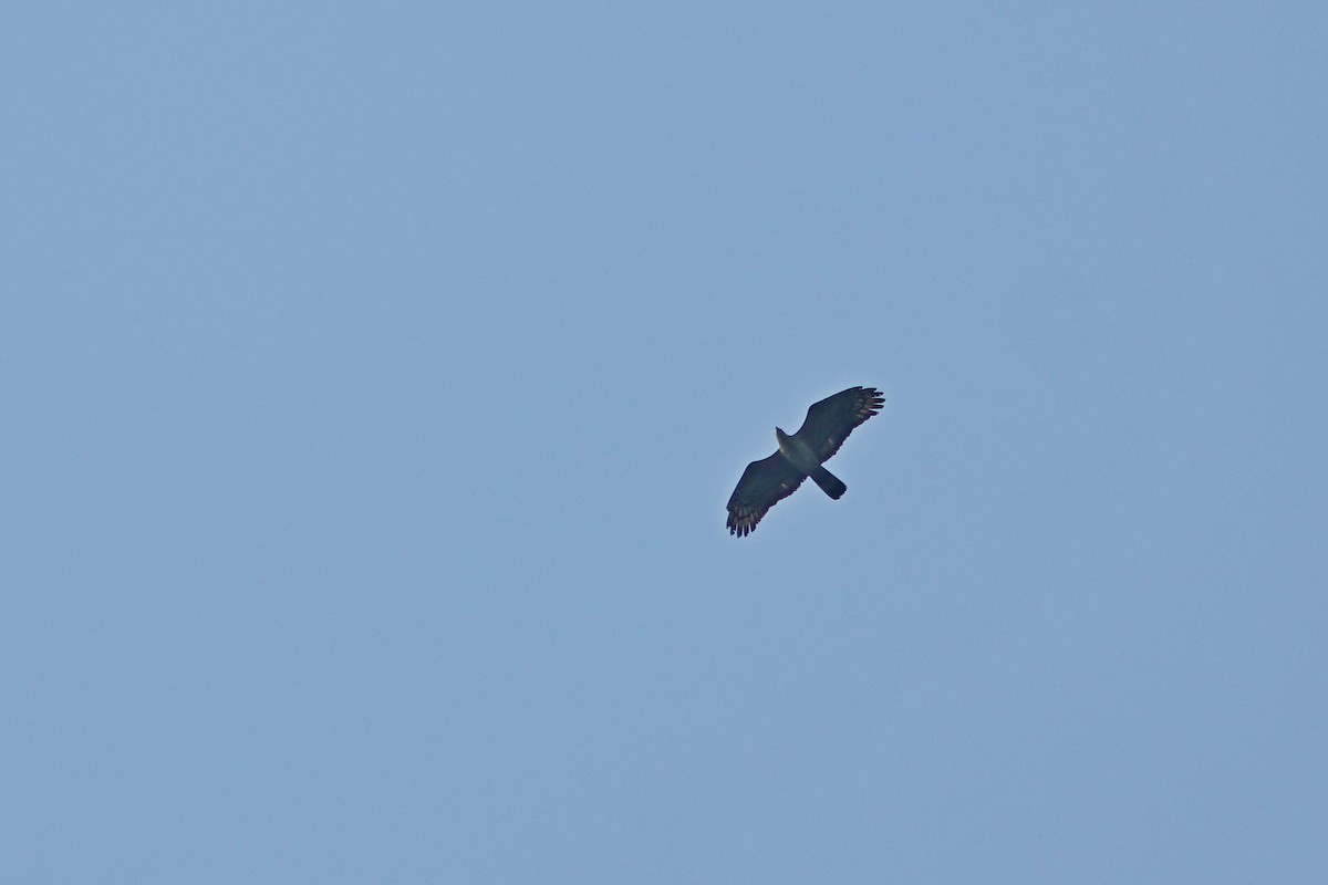 Oriental Honey-buzzard - ML620289692