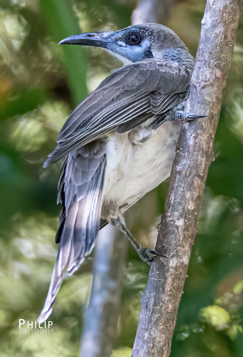 Little Friarbird - ML620289694