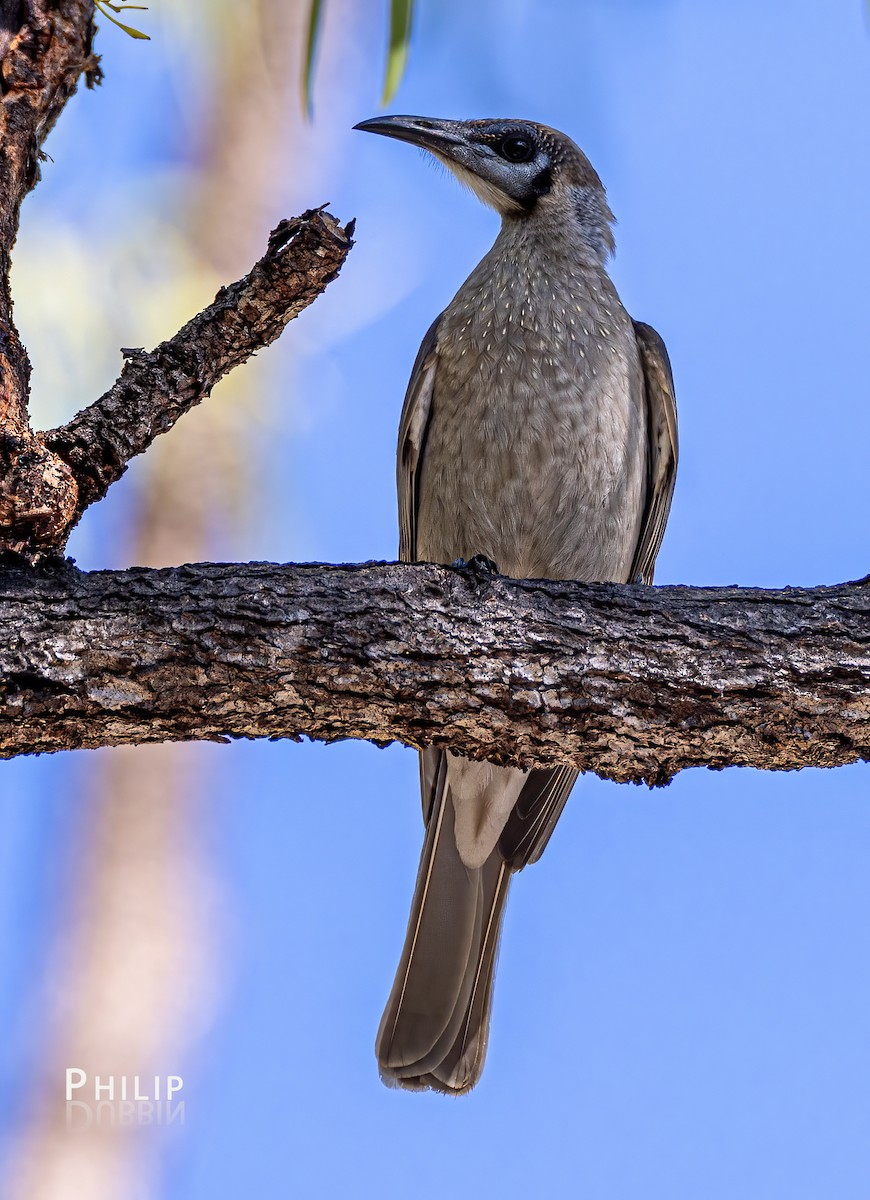 Little Friarbird - ML620289695