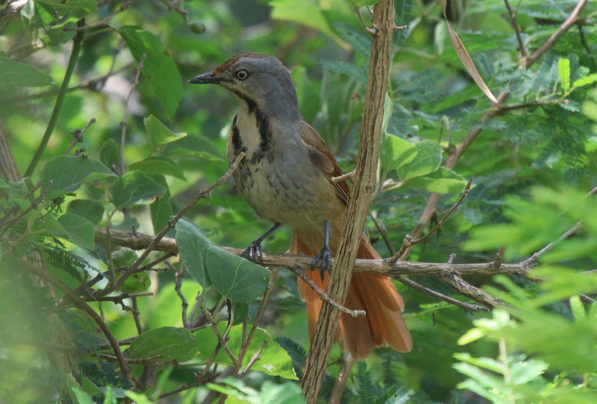 Collared Palm-Thrush - ML620289697