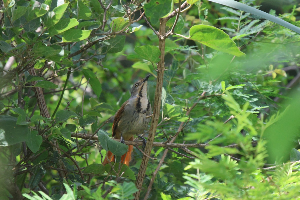 Collared Palm-Thrush - Frank Willems - Birding Zambia