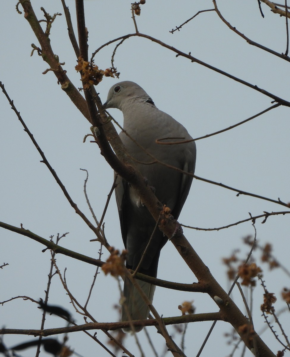 Eurasian Collared-Dove - ML620289699