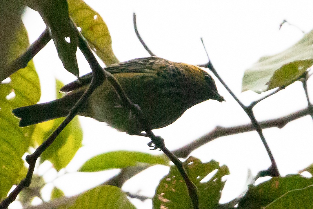 Speckled Tanager - ML620289702