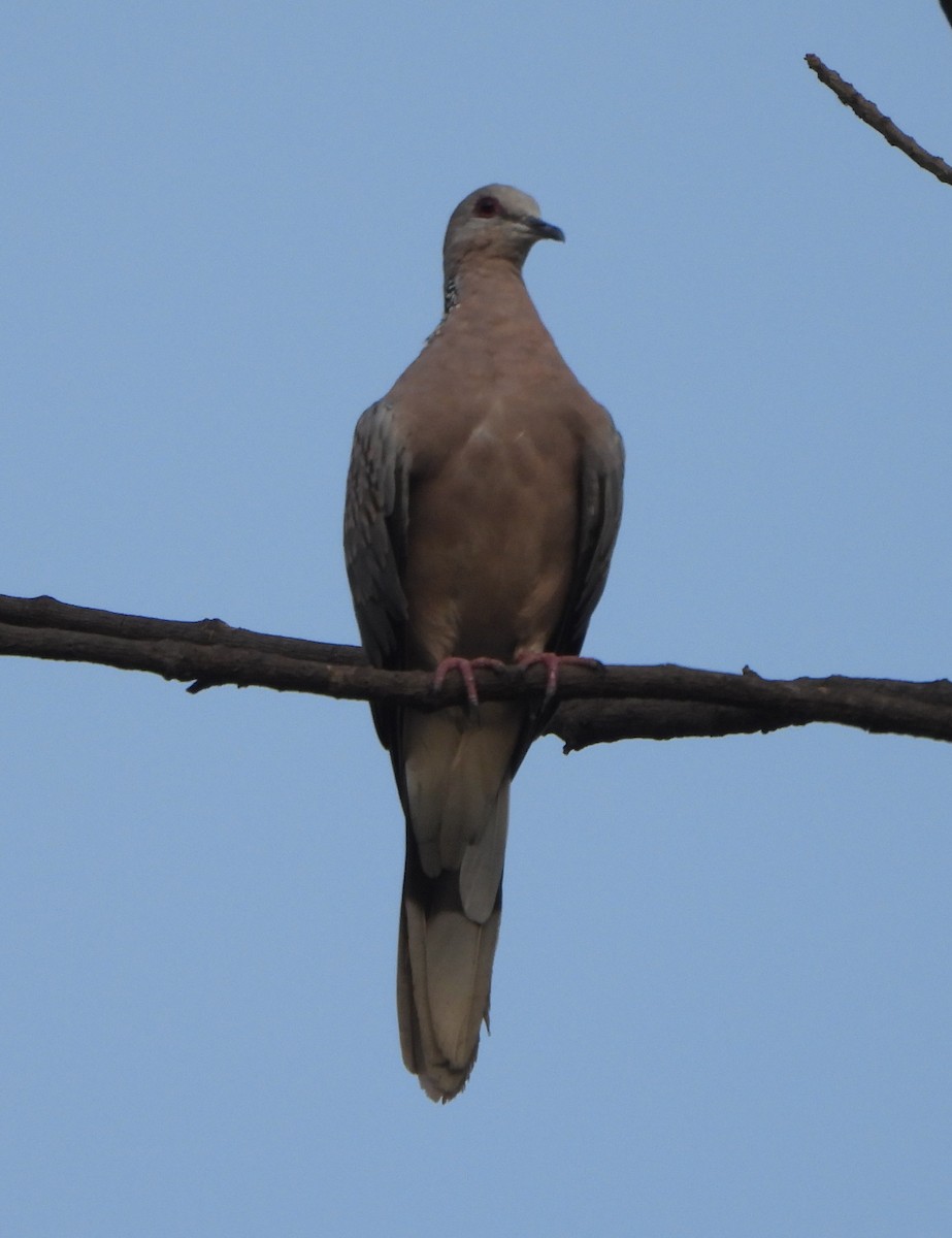 Spotted Dove - ML620289707