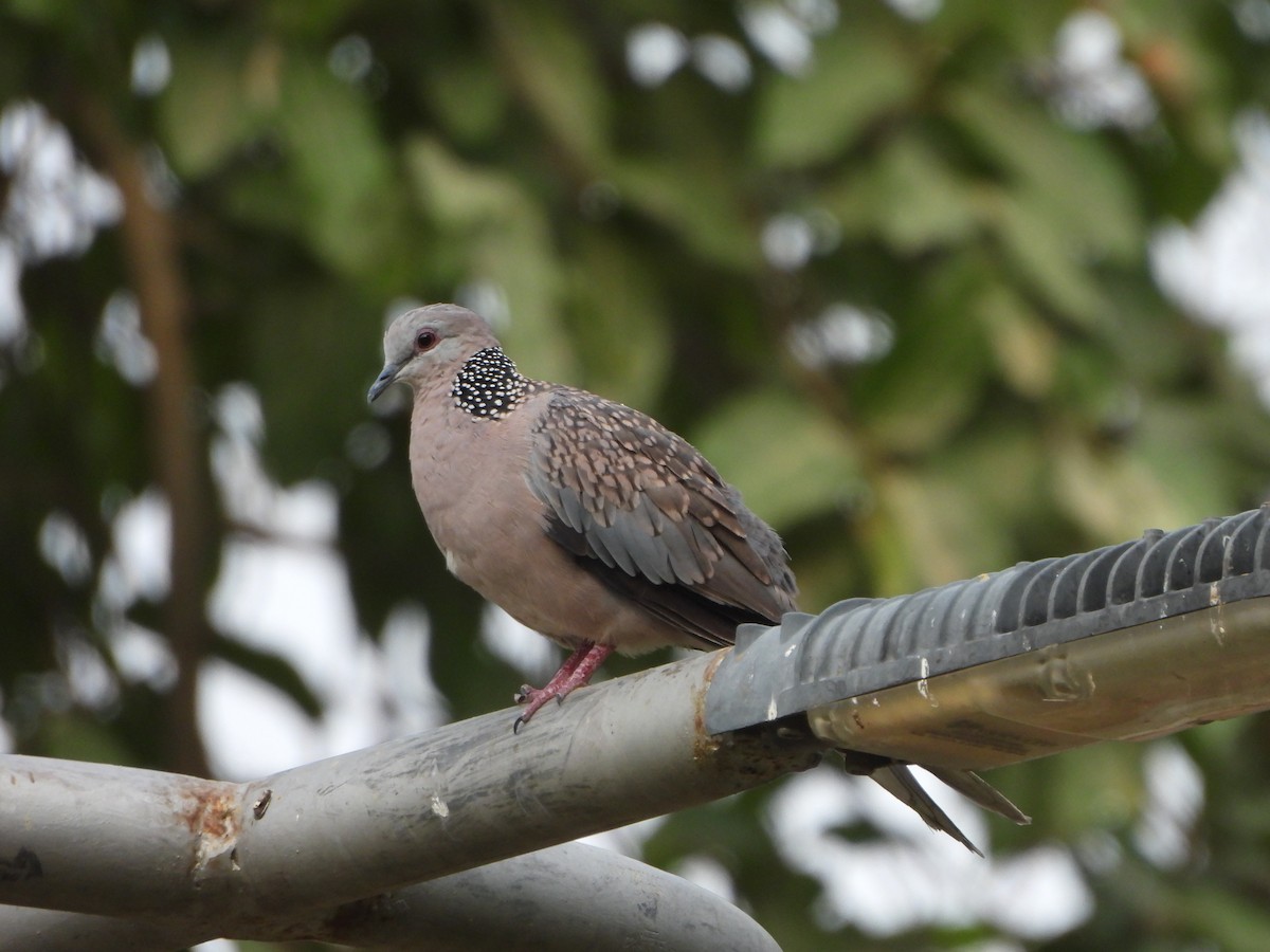 Spotted Dove - ML620289708