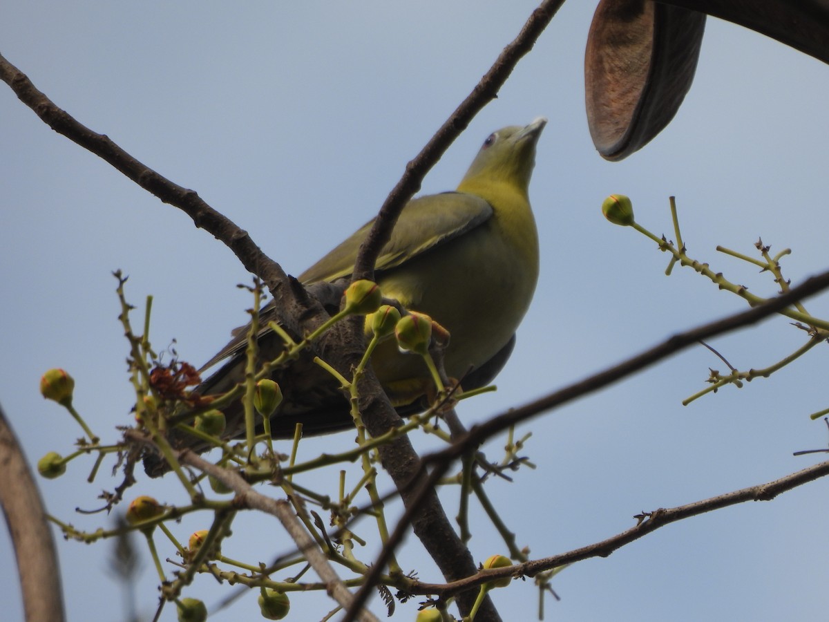 Yellow-footed Green-Pigeon - ML620289713