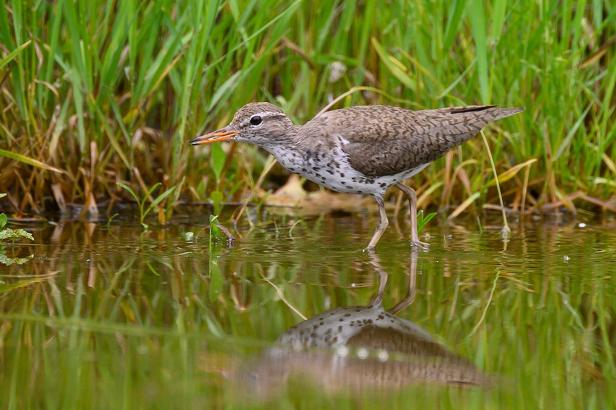 Spotted Sandpiper - Eric Stenstrom