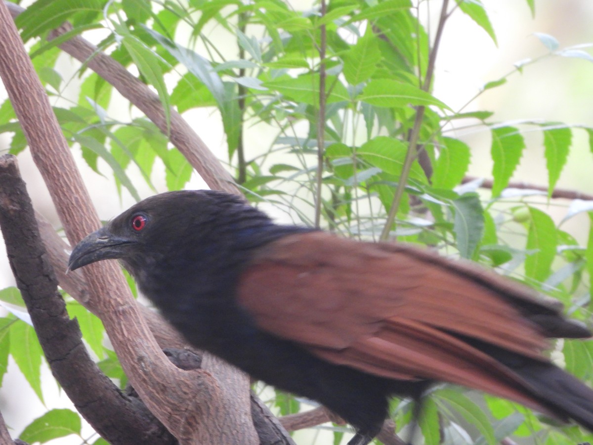 Greater Coucal - ML620289724