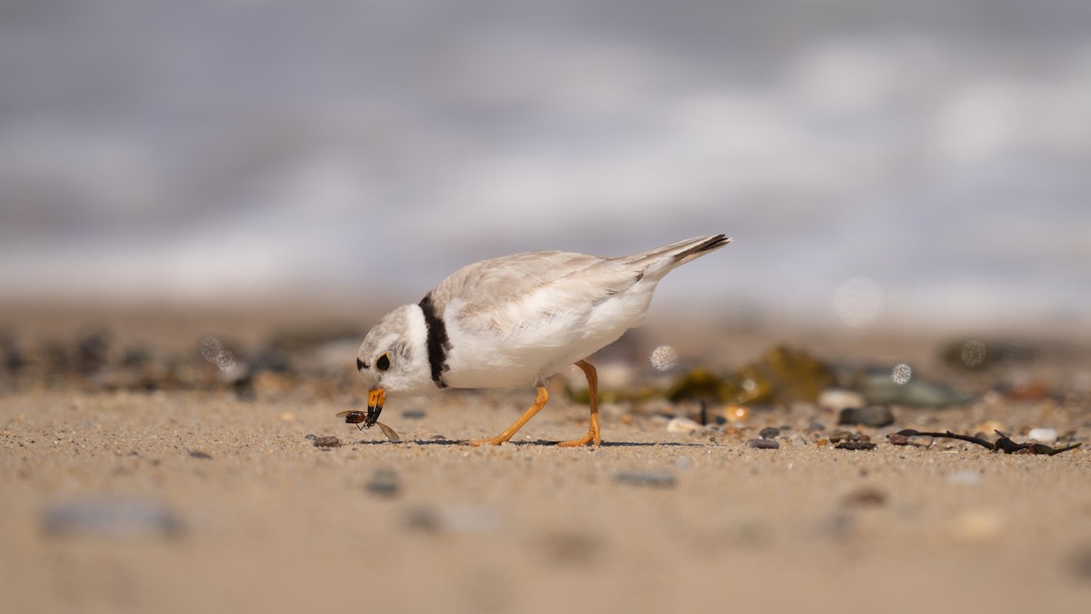 Piping Plover - ML620289730