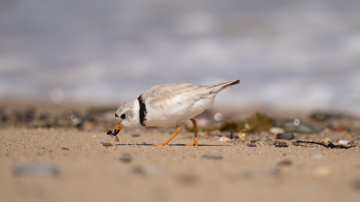 Piping Plover - ML620289731