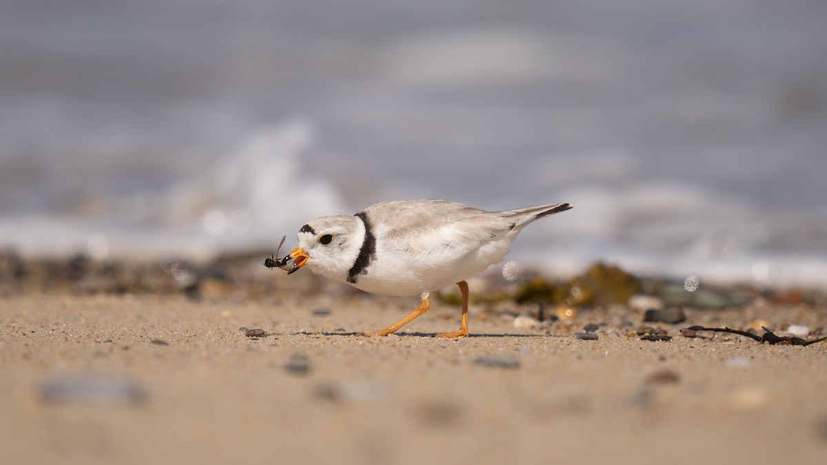 Piping Plover - ML620289732