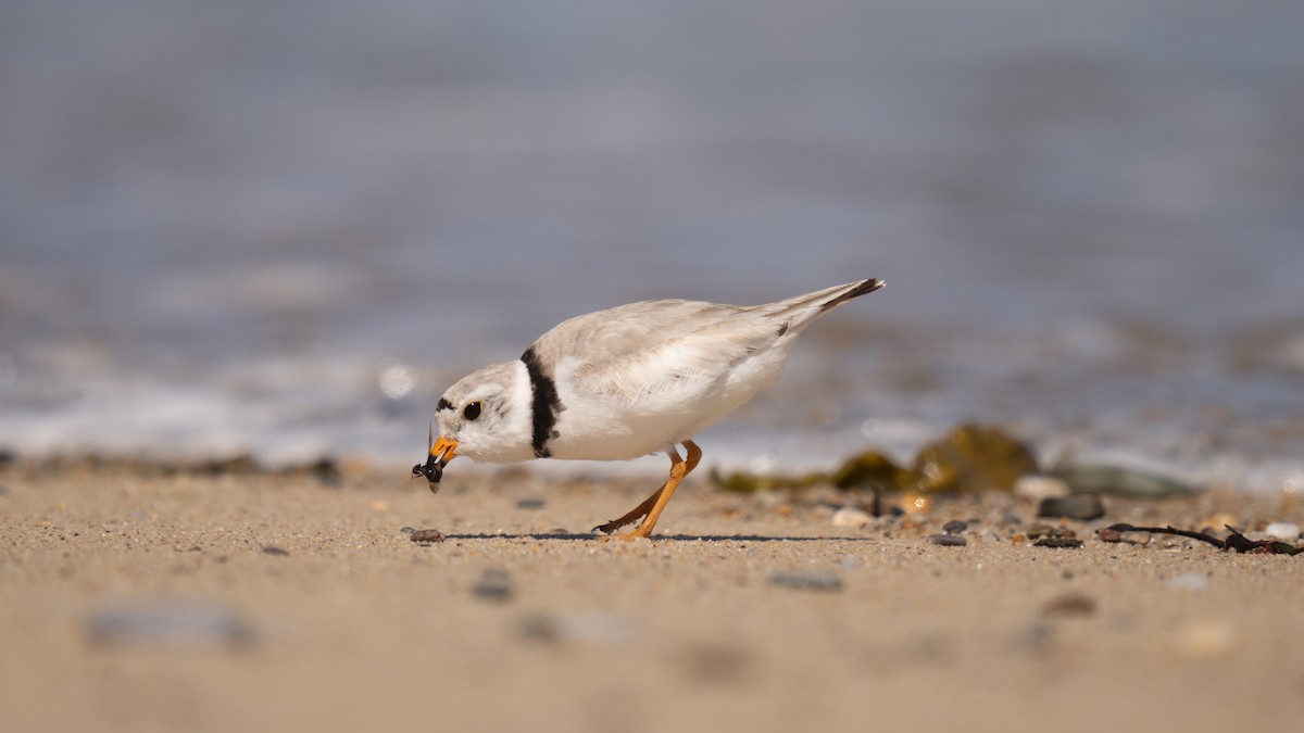 Piping Plover - ML620289733