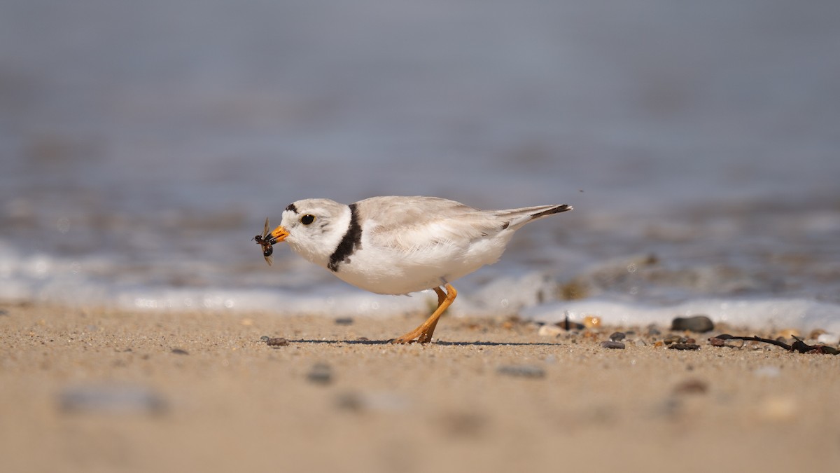 Piping Plover - ML620289734