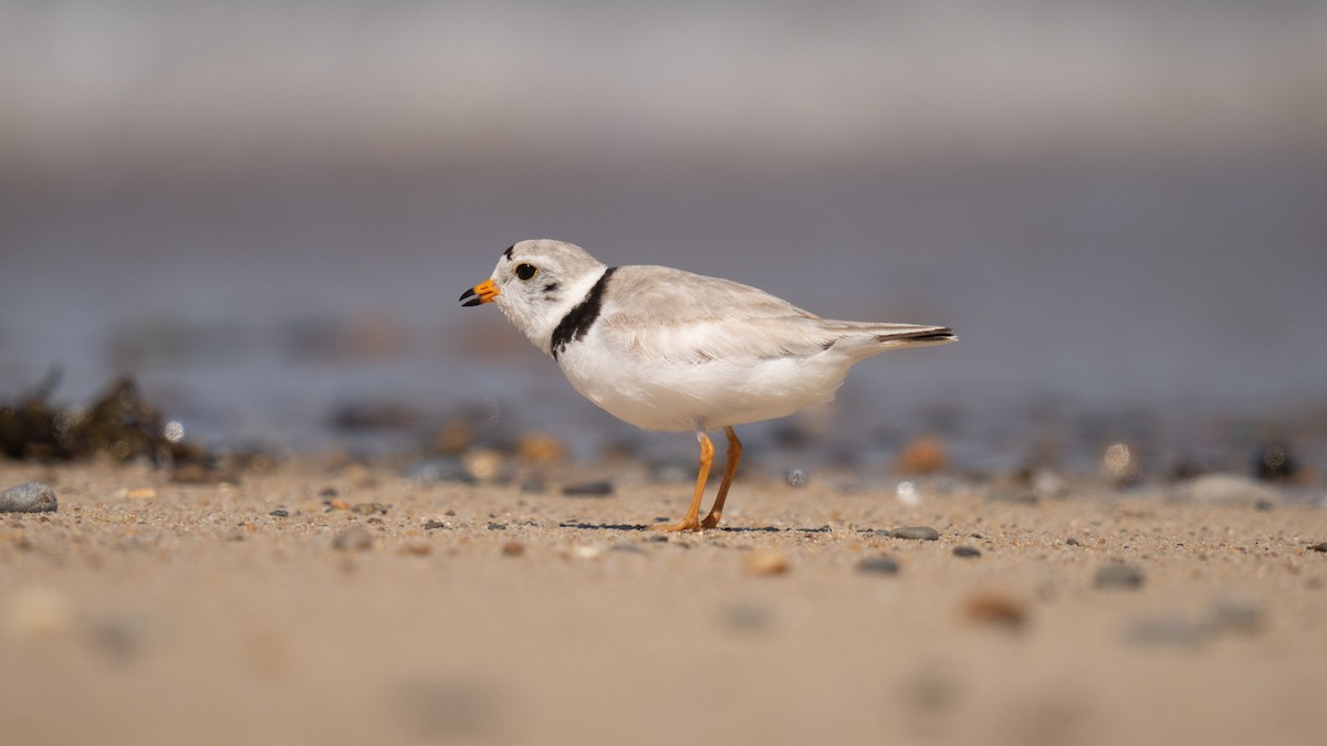 Piping Plover - ML620289735