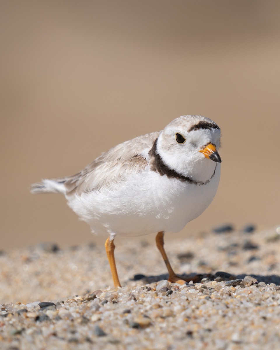 Piping Plover - ML620289736