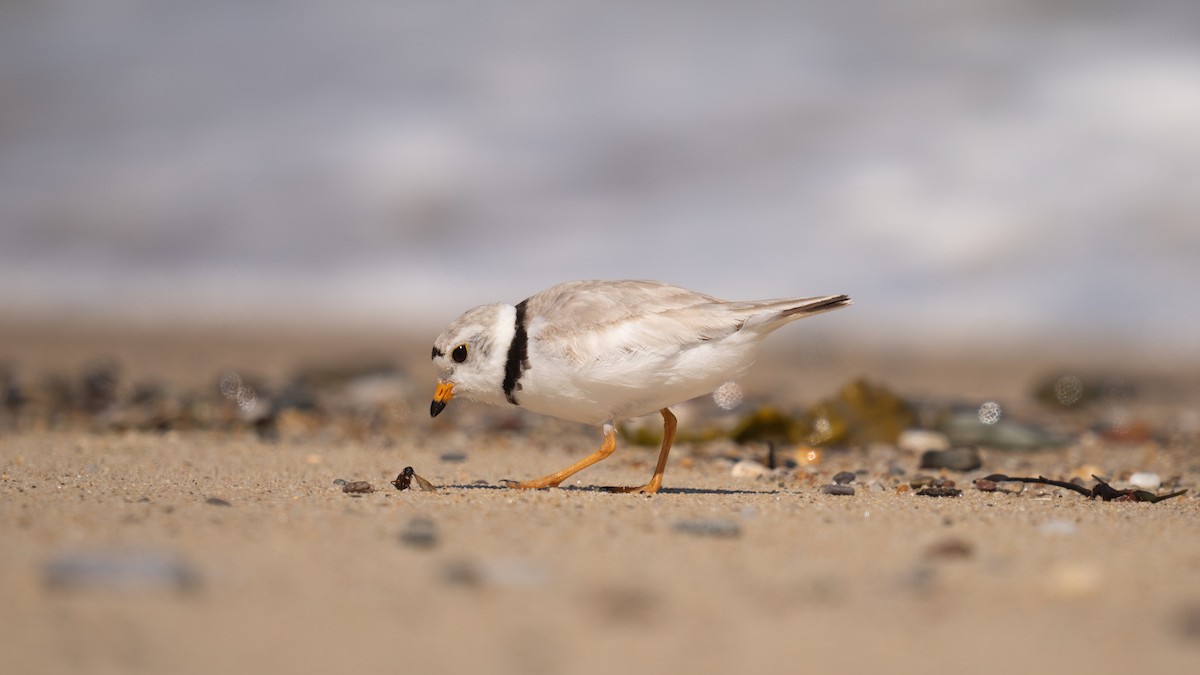 Piping Plover - ML620289737