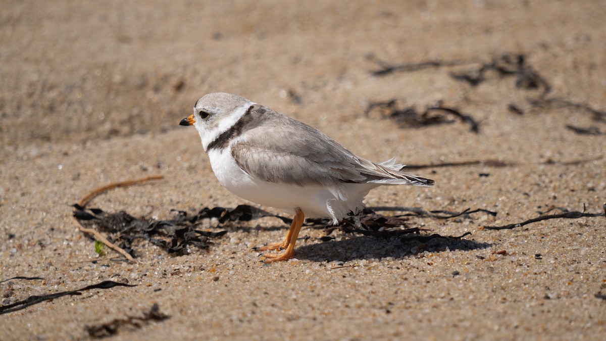 Piping Plover - ML620289739