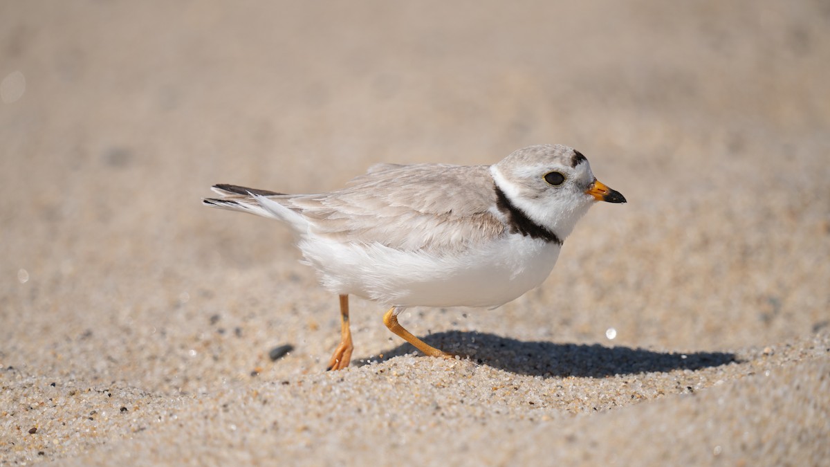 Piping Plover - ML620289740