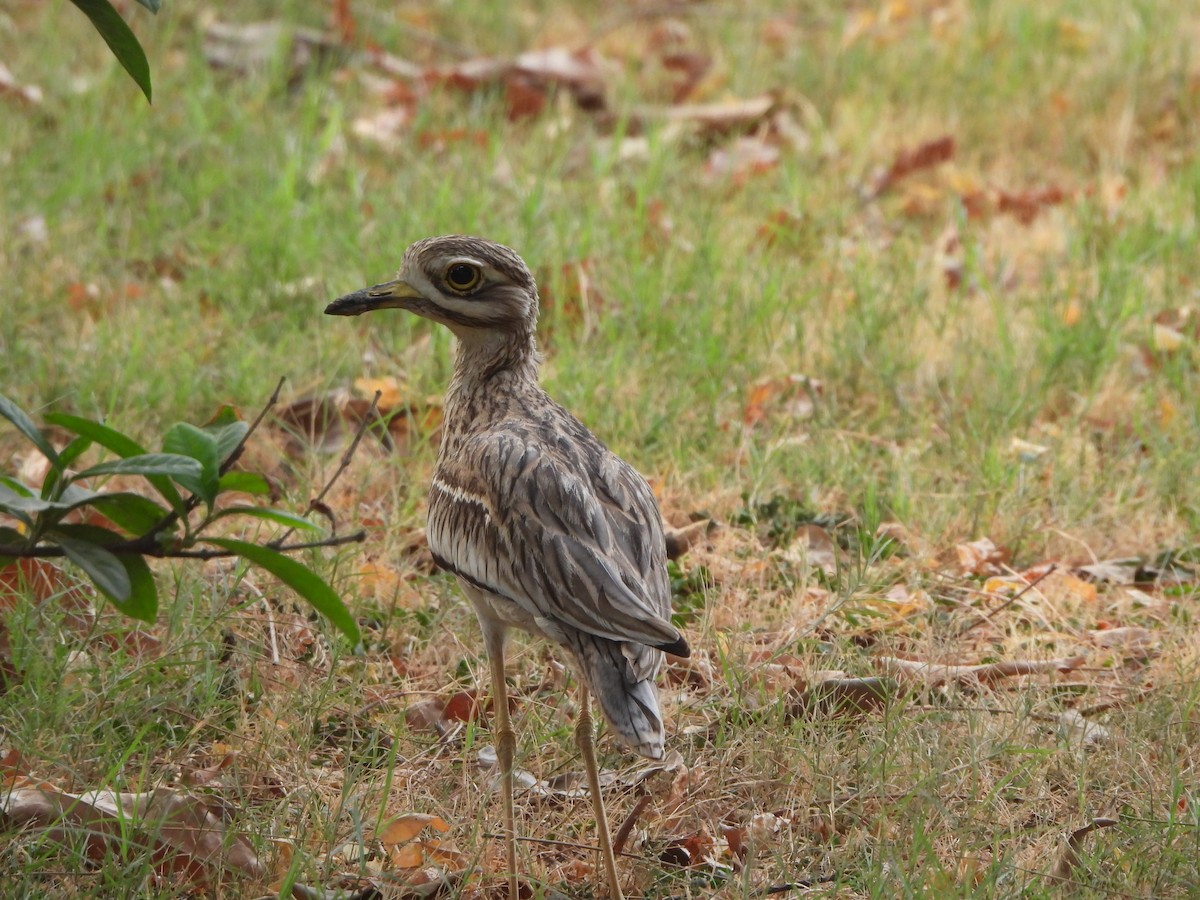 Indian Thick-knee - ML620289743