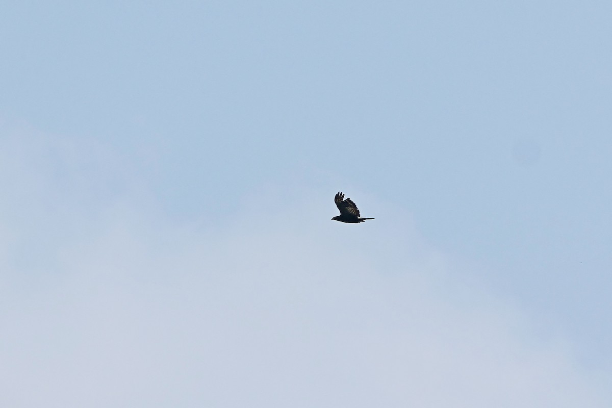 Oriental Honey-buzzard - ML620289747