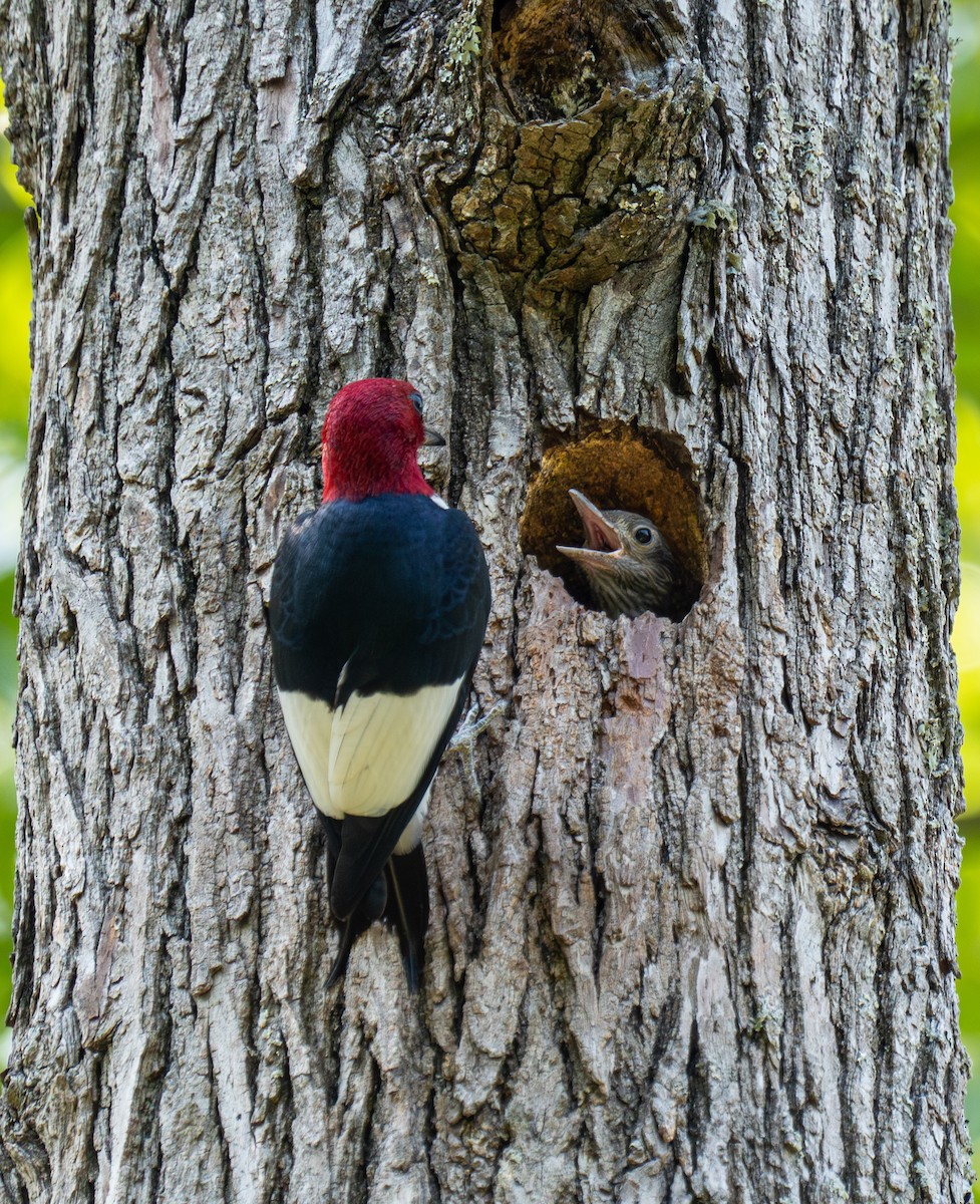 Red-headed Woodpecker - ML620289748
