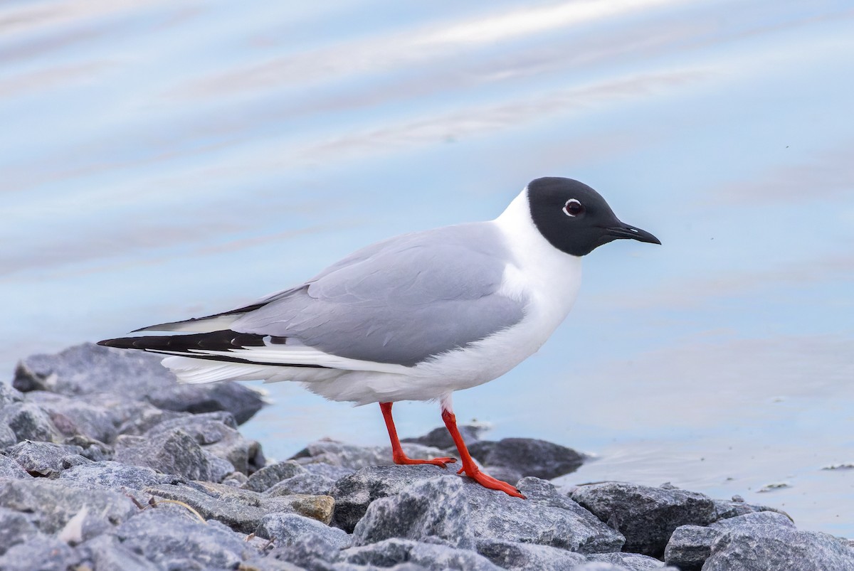 Bonaparte's Gull - ML620289750