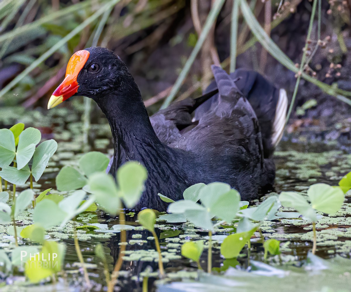 Dusky Moorhen - ML620289751