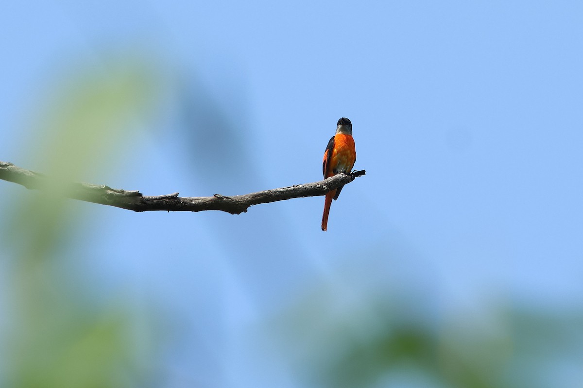 Gray-chinned Minivet - ML620289752