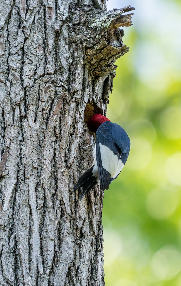 Red-headed Woodpecker - ML620289756