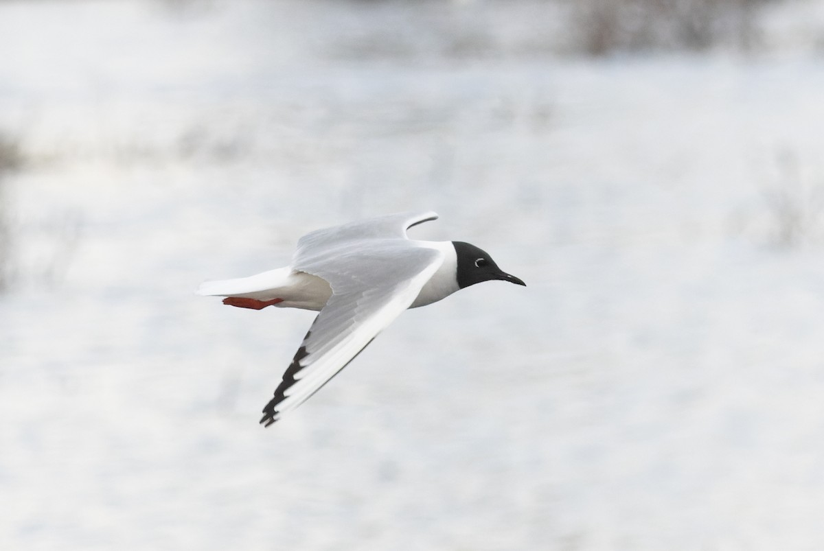 Bonaparte's Gull - ML620289758