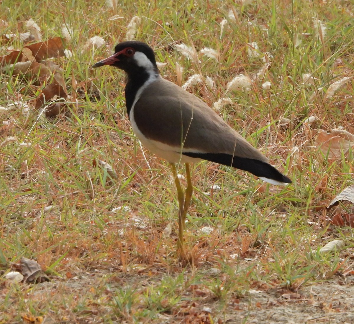 Red-wattled Lapwing - ML620289759