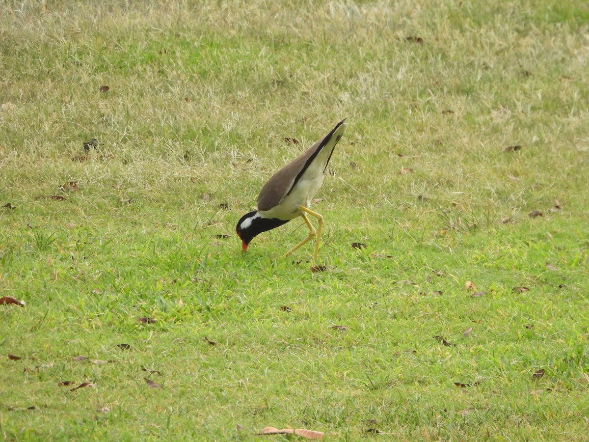 Red-wattled Lapwing - ML620289760