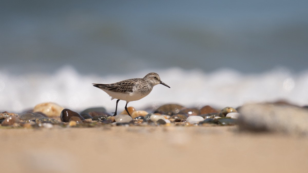 Semipalmated Sandpiper - ML620289763