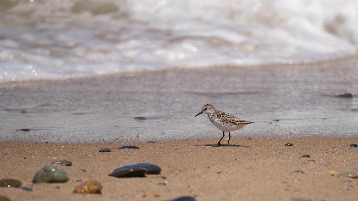 Semipalmated Sandpiper - Tianshuo Wang