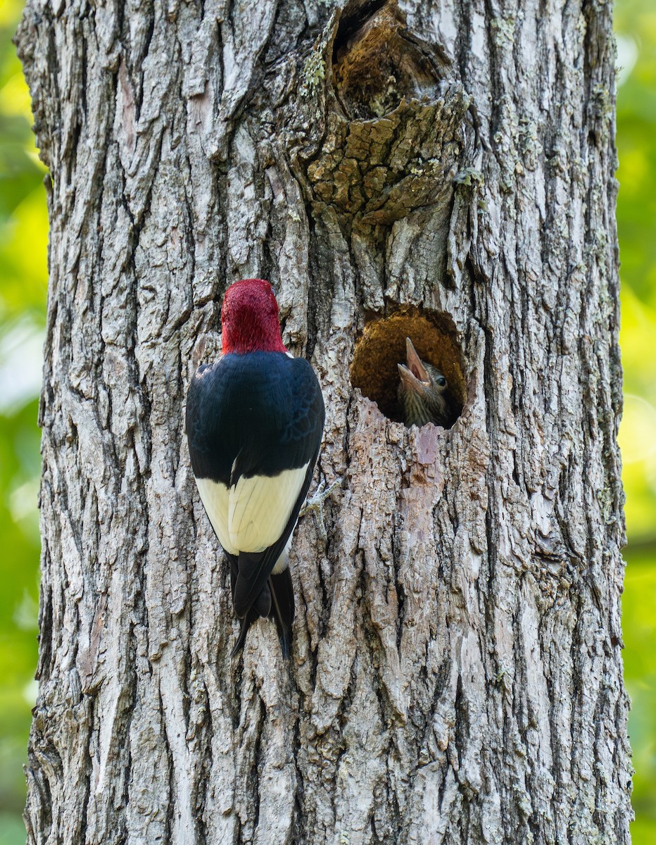 Red-headed Woodpecker - Jeremy Gresham