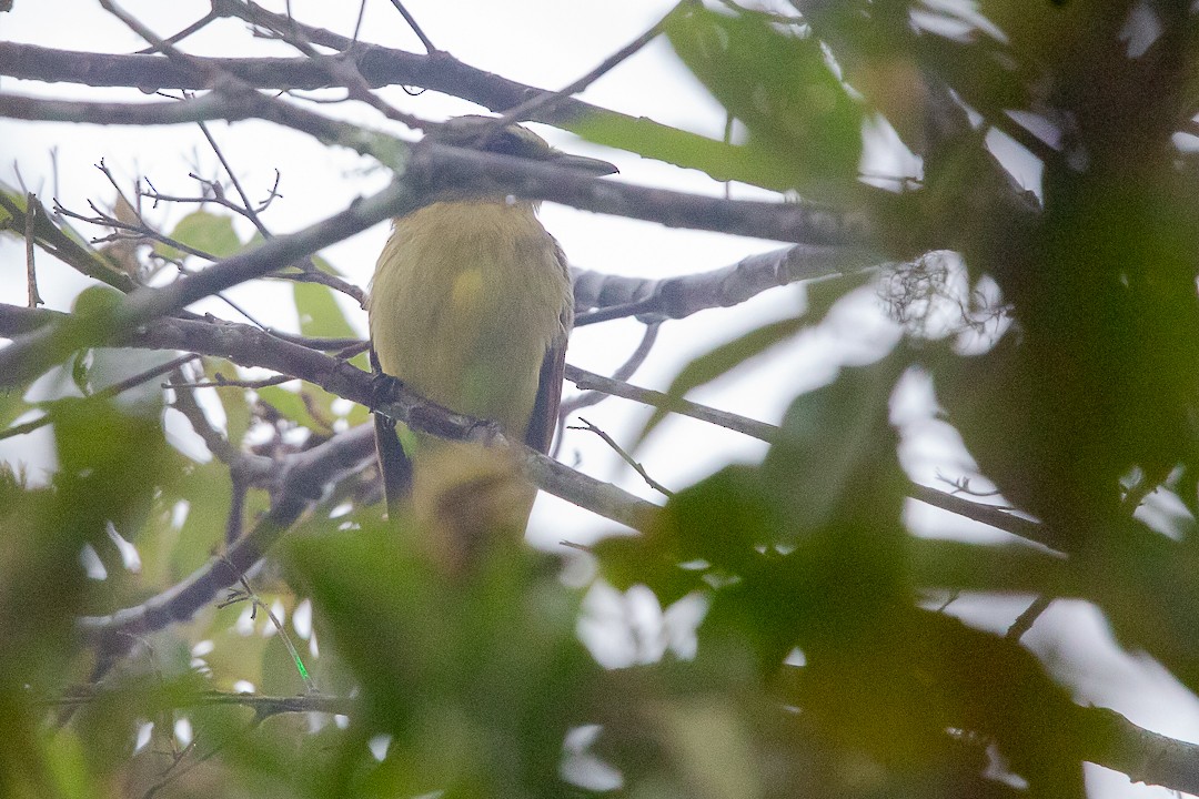 Golden-bellied Flycatcher - ML620289771