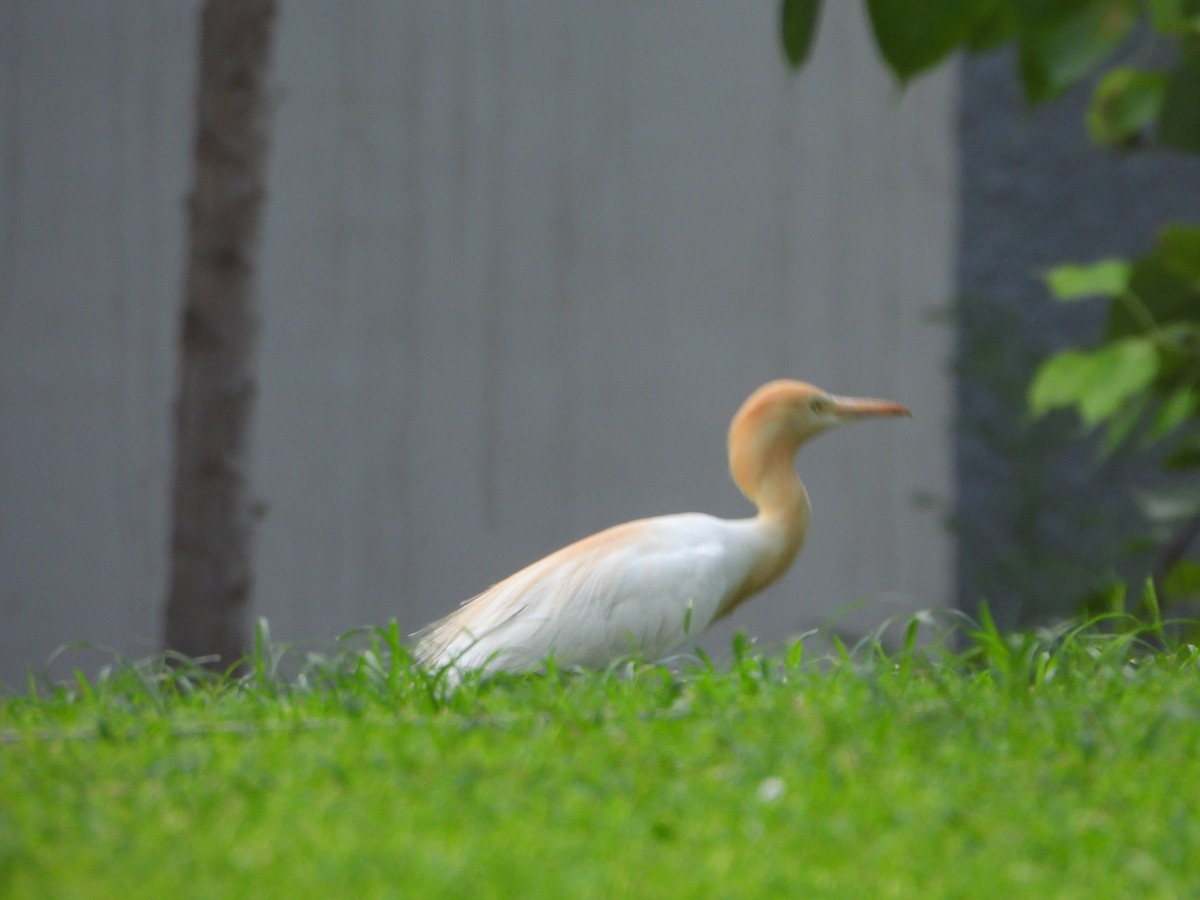 Eastern Cattle Egret - ML620289773