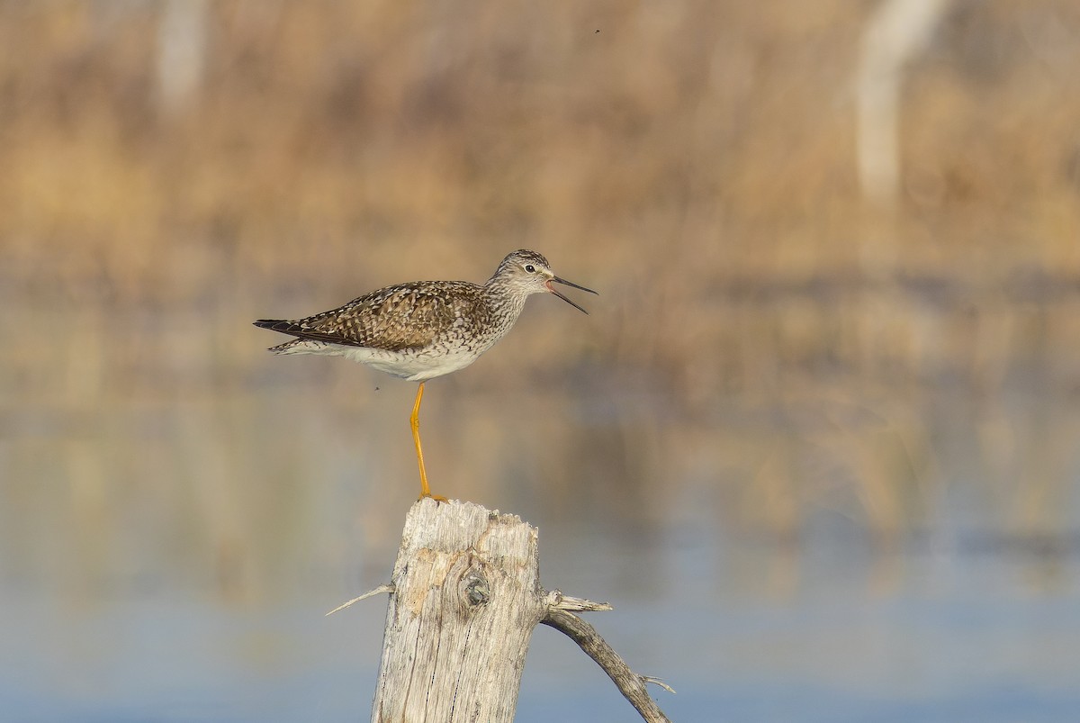 Lesser Yellowlegs - ML620289775