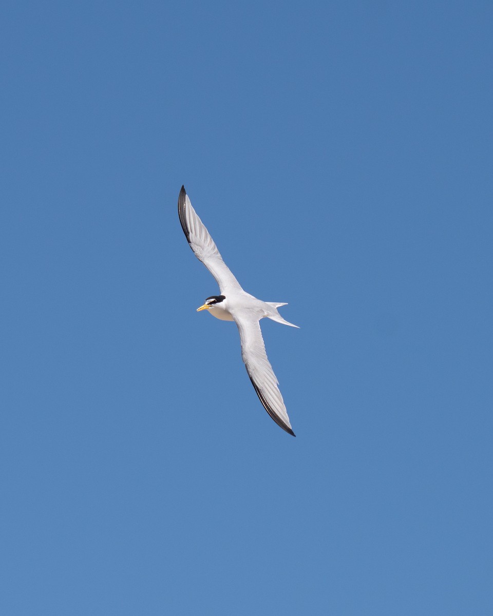 Least Tern - ML620289777