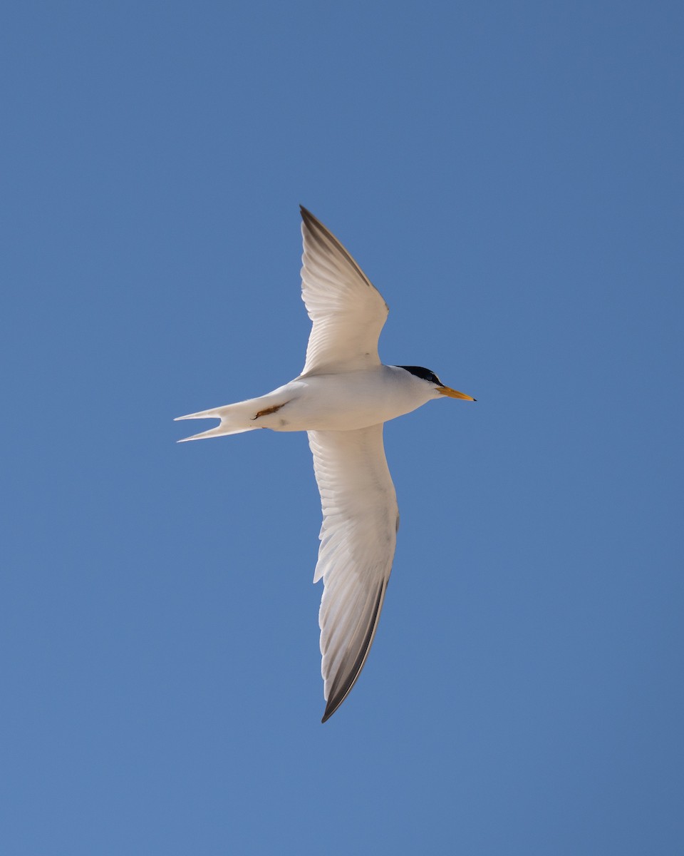 Least Tern - ML620289778