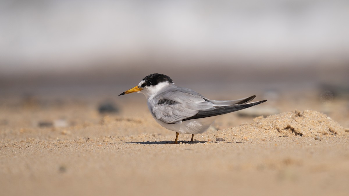 Least Tern - ML620289780