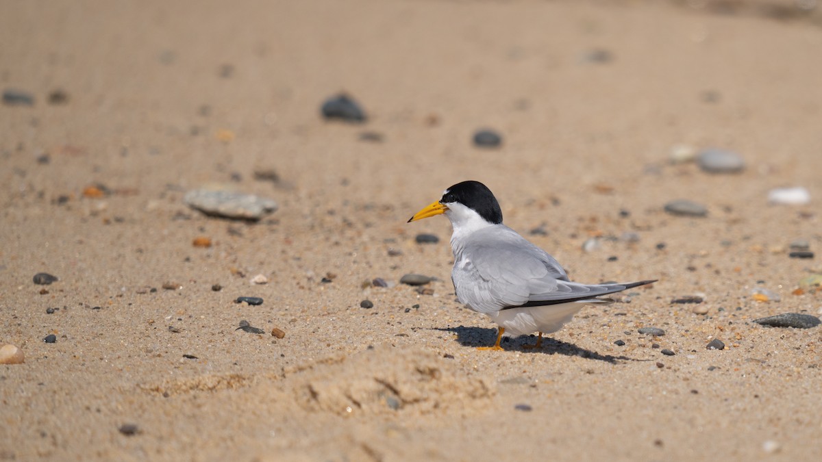 Least Tern - ML620289781