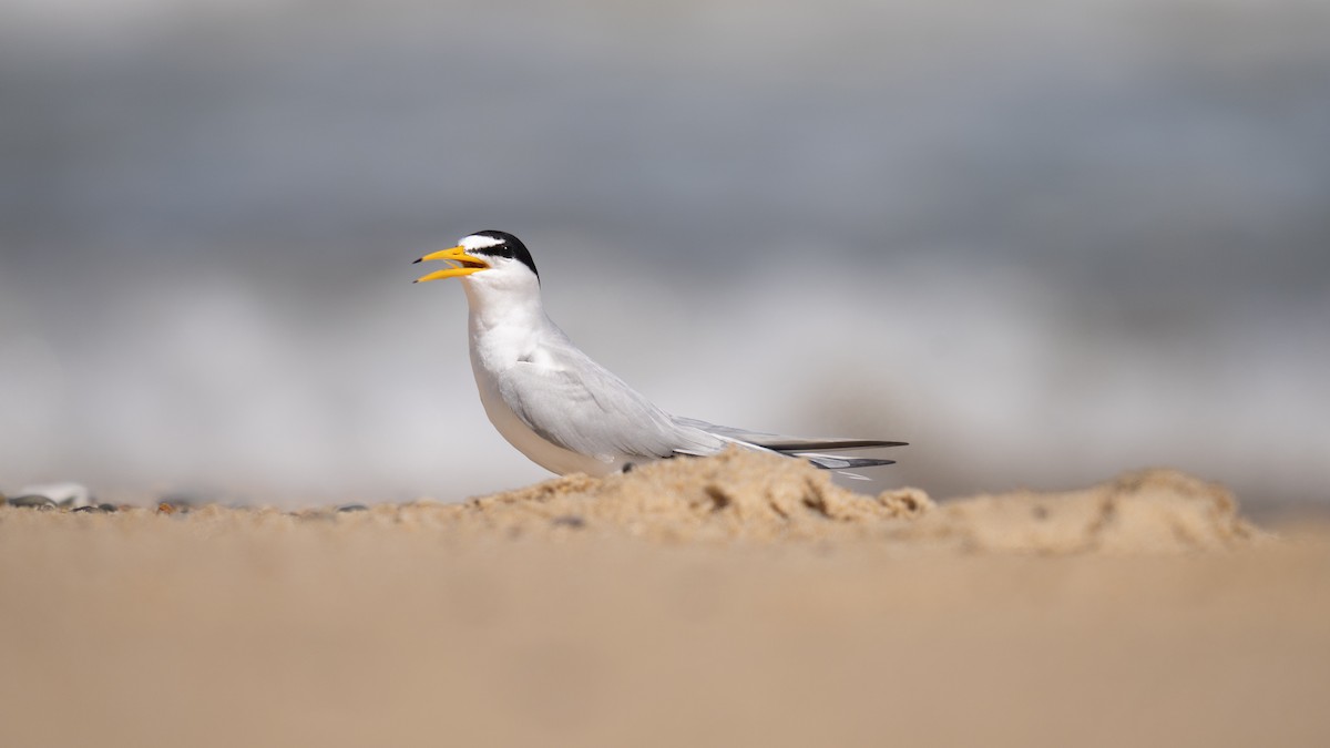 Least Tern - ML620289784