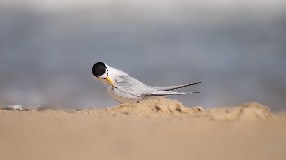 Least Tern - ML620289785